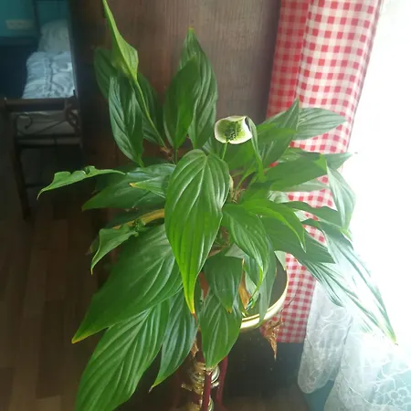 Appartement U Tety V Bystrém *
